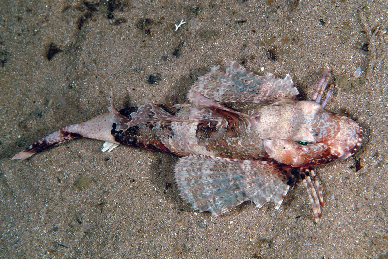 Chelidonichthys lastoviza